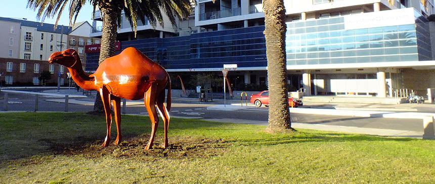 constance the camel newcastle