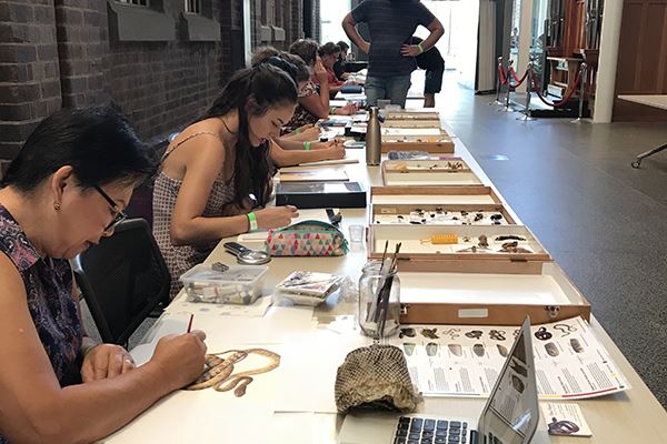 Illustrators sitting at a long table drawing specimens