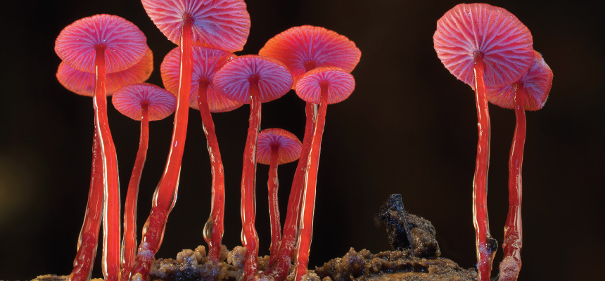 Image: Stephen Axford, Planet Fungi